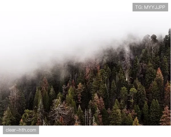 楚阿梅尼状态回暖，迅速成长获赞“未来之星”